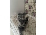 2 Aylık British Shorthair Yavru Kedi